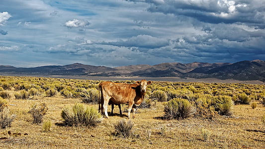Nevada, Stati Uniti d'America, ione, blu, cielo, mucca nel deserto, nuvole