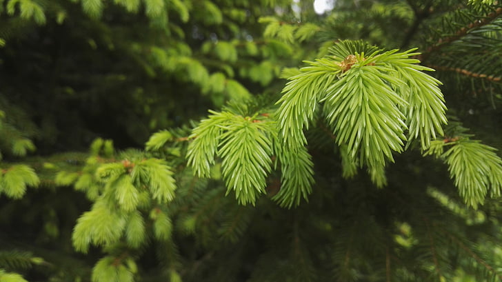christmas tree, six, conifer, needles, growth, spruce kerkkä, tree
