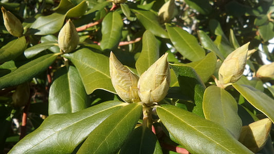 rhododendron, bud, closed, garden, ericaceae, heather green, inflorescence