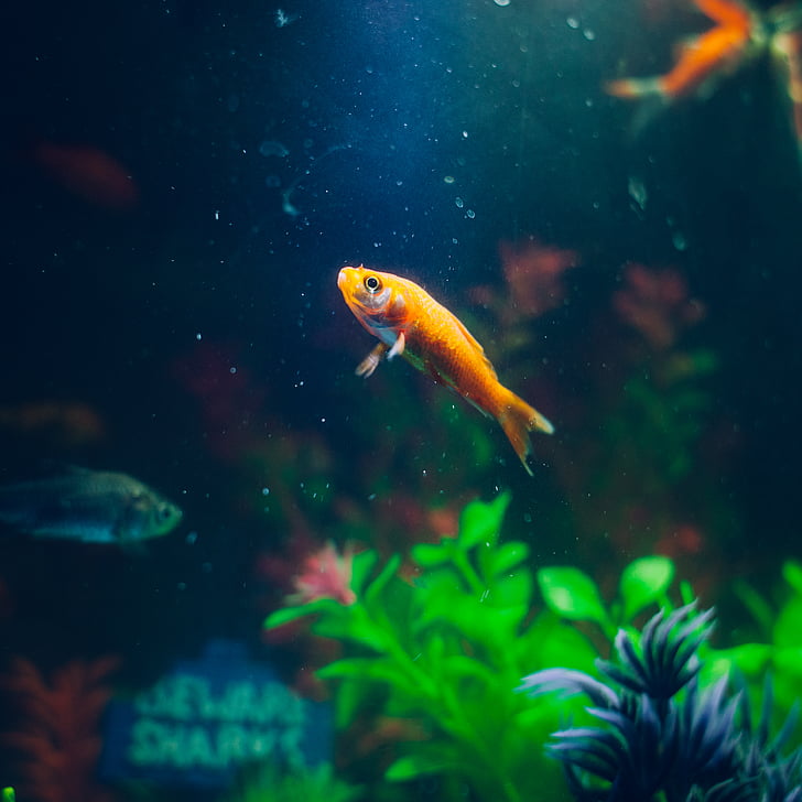 zviera, akvárium, ryby, Zlatá rybka, PET