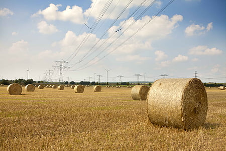 straw bales, nature, field, round bales, hay, straw, harvest