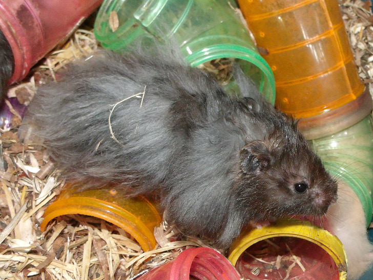 Angora hamster, zwart, knaagdier, Vertebrate, zoölogie, dier, dierenwereld