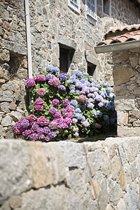 hydrangeas, village, corsican, pierre