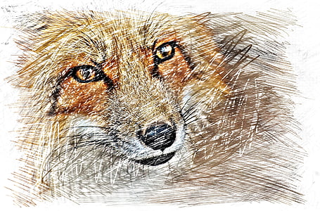 Fuchs, tekening, kleurrijke, Wildpark poing, dier, wildlife fotografie, natuur