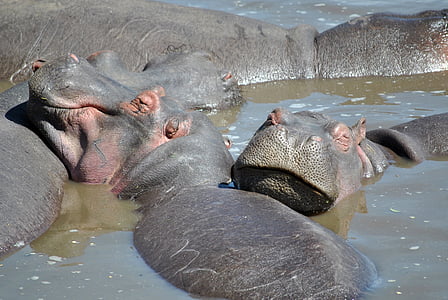 Hippo, Afrika, Hippopotamus, vann, Serengeti, pachyderm