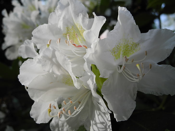 květ, Bloom, bílá, závod