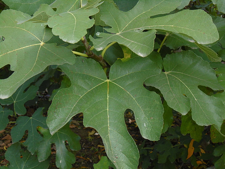 Fig, hojas, verde, hoja, jardín