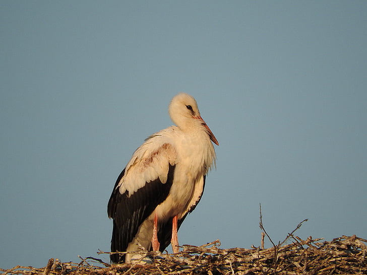 stork, nest, rattle stork, storchennest