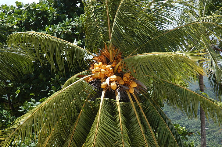 palmy, Tropical, drzewo, klimat tropikalny, Coconut Palm Tree, Orzechy kokosowe, wakacje