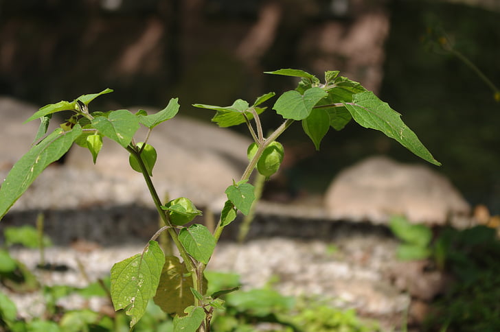 grzybkowymi dziewczyna, Cape gooseberry, Pęcherzyca alkekengi