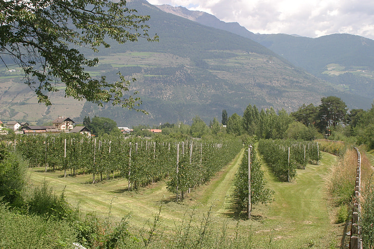 wino, Plantacja, południowy tyrol, Włochy, Dolomity, Val venosta, winorośl