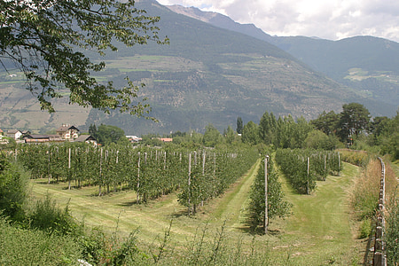 vi, plantació, Tirol del Sud, Itàlia, Dolomites, Val venosta, vinyes