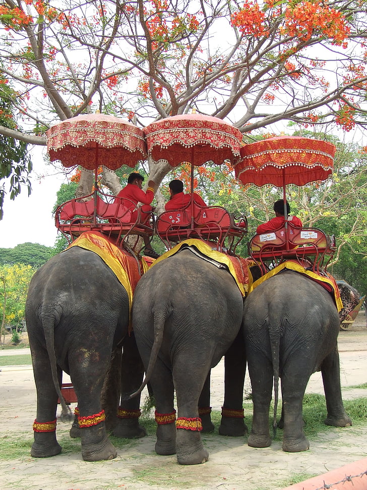 elephant, thailand, pachyderm, asia, mahout, break, elephant ride