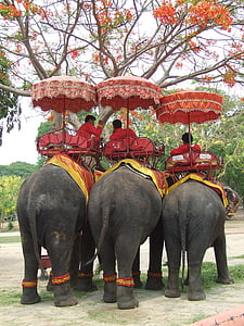 slon, Tajska, Debelokožac, Aziji, Mahout, odmor, slona vožnjo