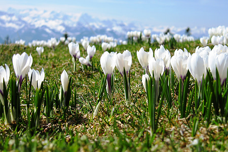 Šafrán, jaro, Švýcarsko