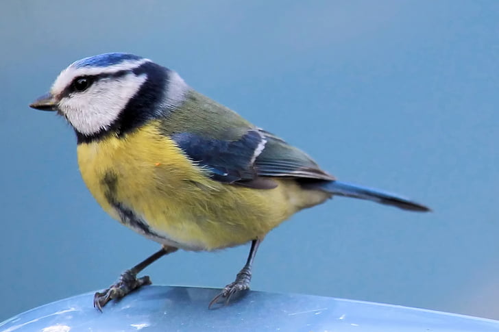 bird, blue tit, tit, songbird, plumage, wildlife photography, one animal