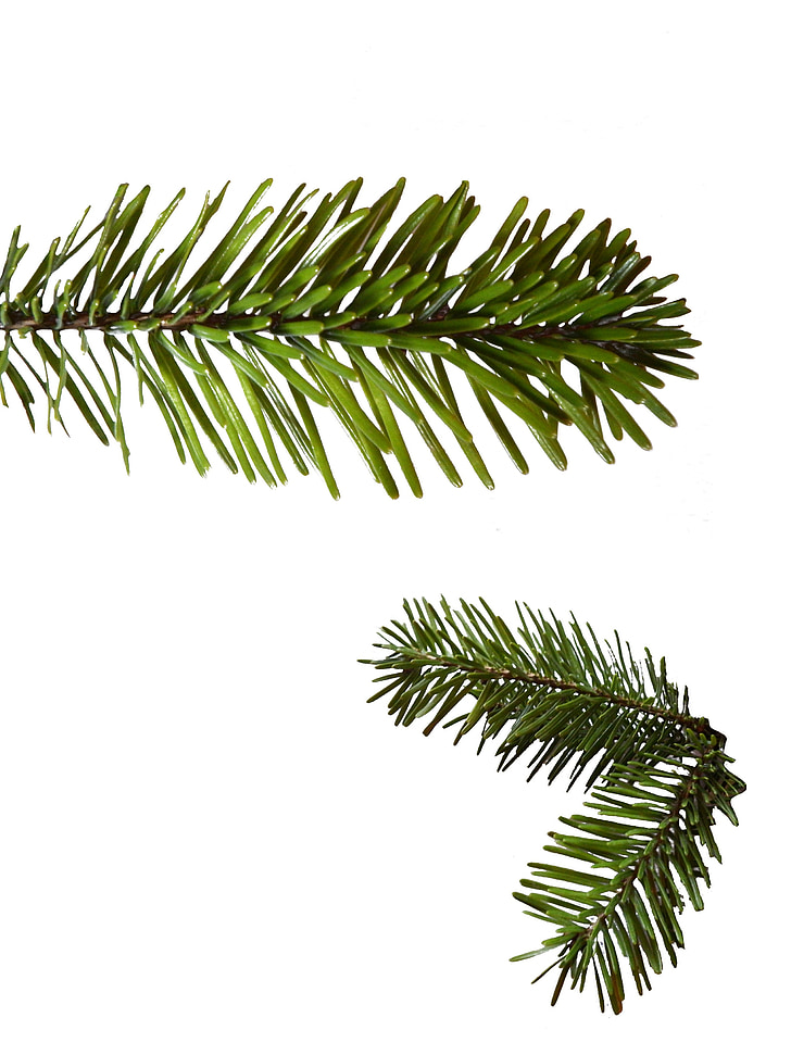 holly, fir green, christmas, advent, isolated, frame, arrangement