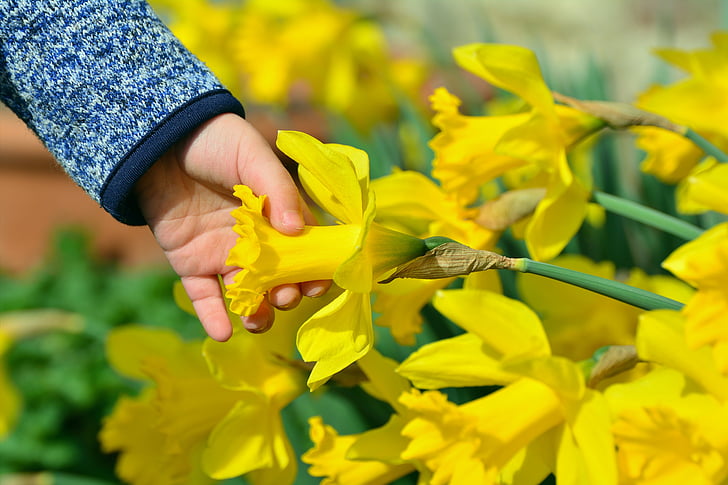 daffodils, osterglocken, child's hand, hand, child, easter, easter greeting