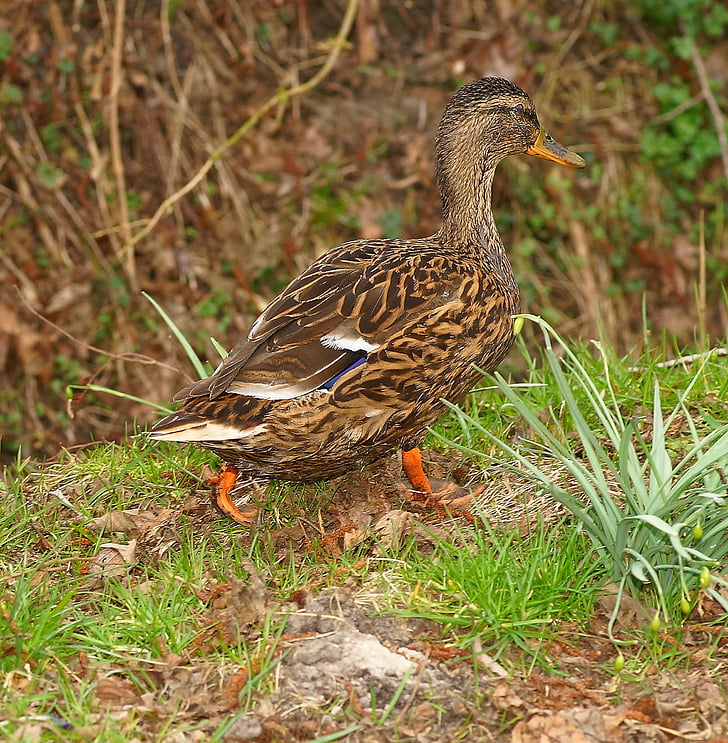 duck, embankment, female, bird, plumage, nature, elegant