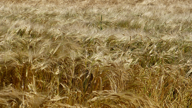 поле, зърнени култури, зърно, златисто жълто, природата, ухо