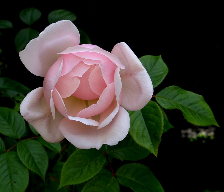 rosa rose, steg, blomst, Valentine, Blossom, rosa