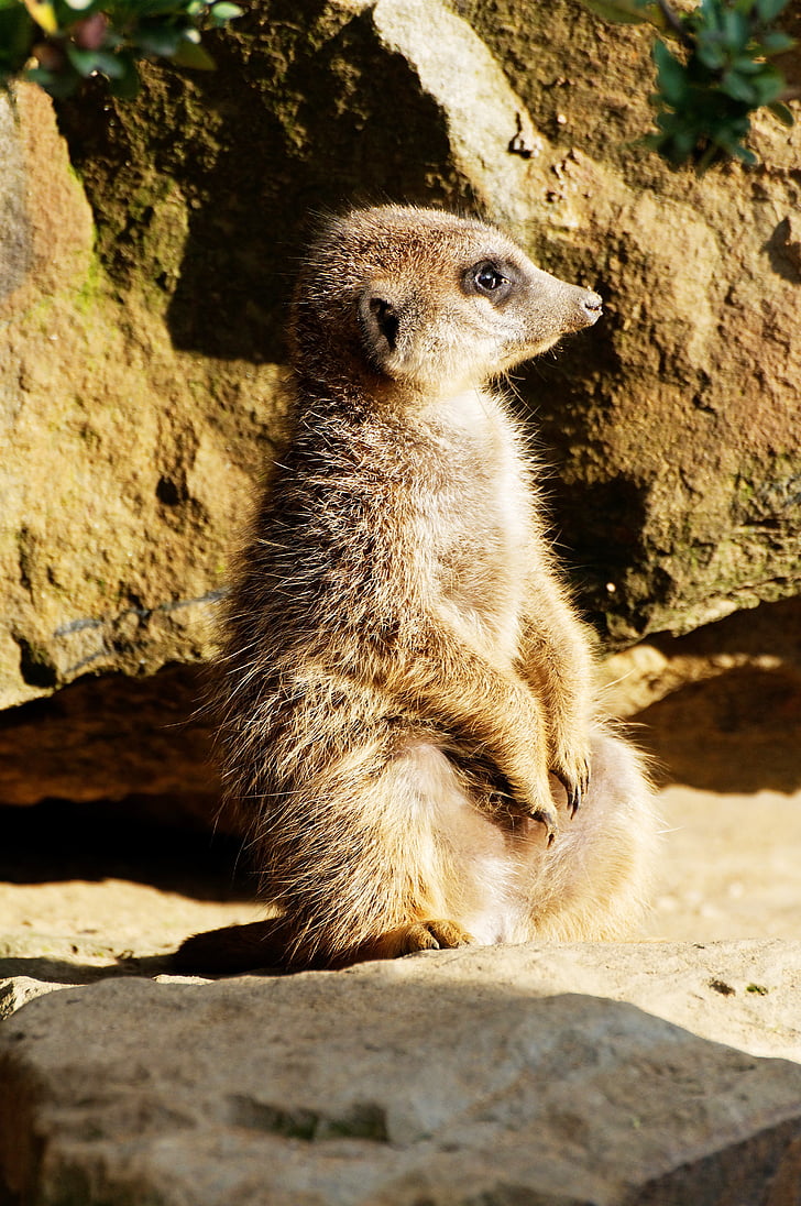 meerkat, rock, sitting, evening sun, enclosure, animal, zoo