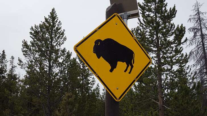 bison, Buffalo, Yellowstone, Raad van bestuur, nationaal park, nationale parken, Amerika