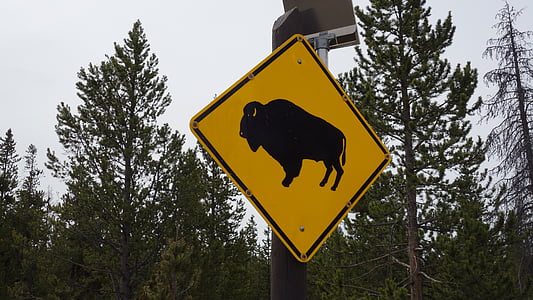 bizon, Buffalo, Yellowstone, deska, Národní park, Národní parky, Amerika