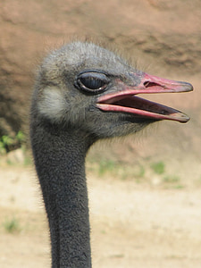 ostrich, bird, head, beak, neck, flightless, feather