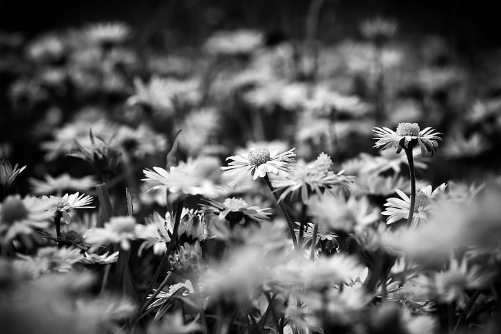 daisies, dandelion, white, in the grass, flora, flower, spring