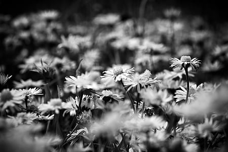 Aster, Dandelion, putih, di rumput, Flora, bunga, musim semi
