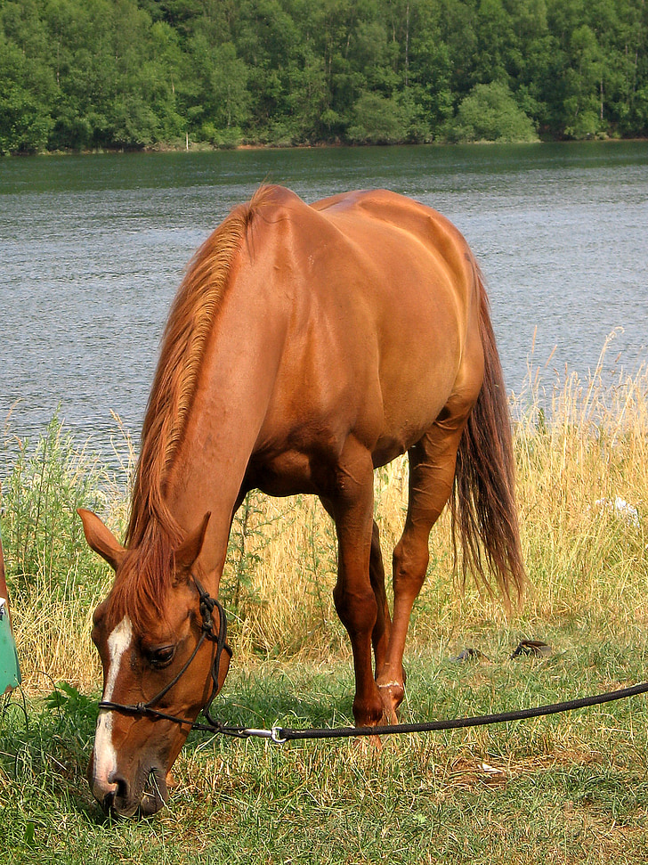 horses, chestnut, browse, horse, nature, animal, outdoors
