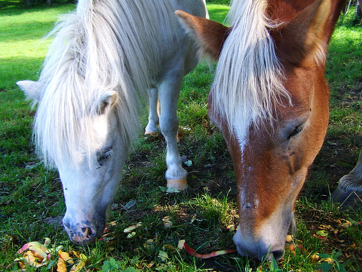 poney blanc, cheval brun, ongulés, cheval, animal, ferme, nature