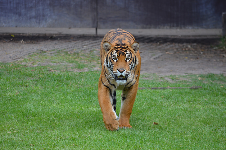 tigras, gyvūnų, zoologijos sodo gyvūnai, džiunglių gyvūnų, katė, zoologijos sodas, Bengalijos tigras