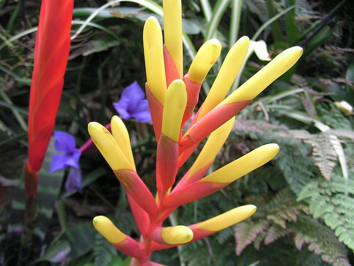 flower, nature, wild flowers