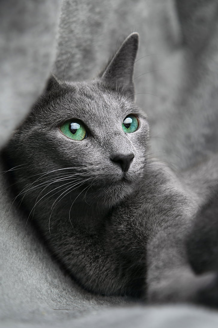 γάτα, Ρωσικά, μπλε, Κοίτα, τα μάτια, γκρι, κατοικίδιο ζώο
