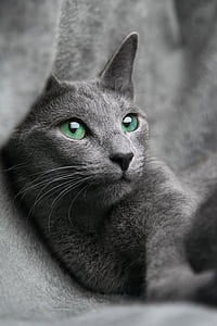 kat, Russisch, blauw, blik, ogen, grijs, huisdier