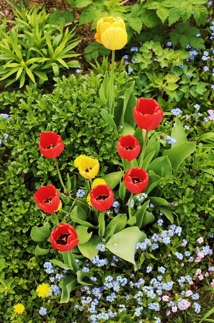 チューリップ, ガーデン, 春, 花, 赤いチューリップ, 花束, 家の庭