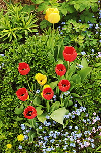 tulipas, jardim, Primavera, flores, tulipas vermelhas, buquê, jardim casa