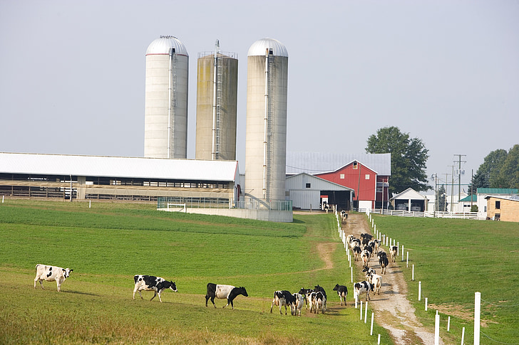 Dairy farm, køer, landbrug, mælk, husdyr, landdistrikter, land