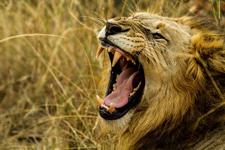 lion, roar, wildlife, africa, danger, fang, hunter