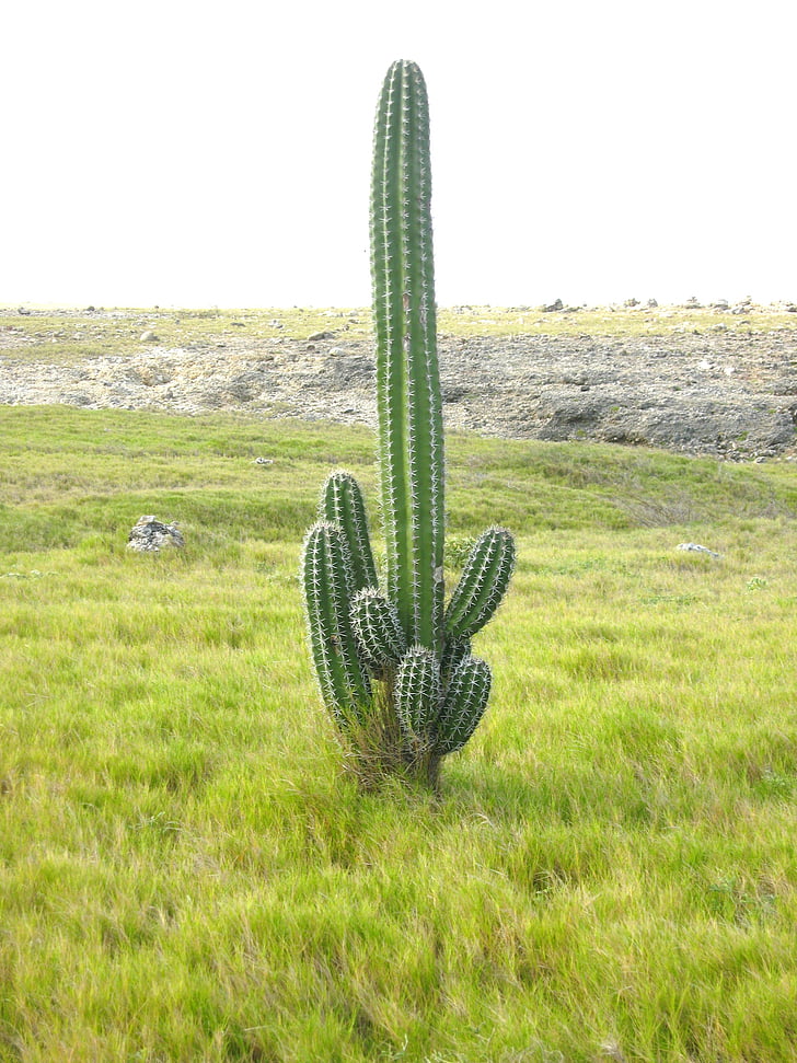 cactus, paisatge, Aruba