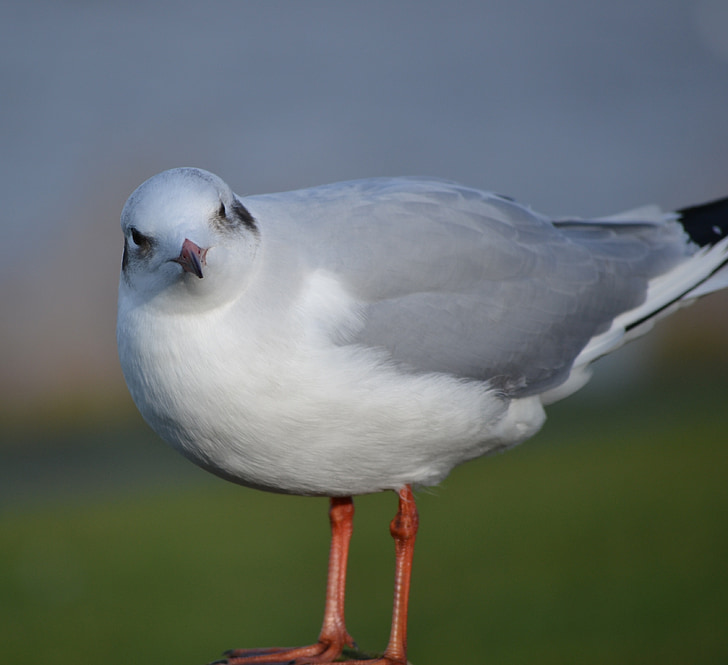 Gull, satwa liar, mempertanyakan, Seagull, putih, alam