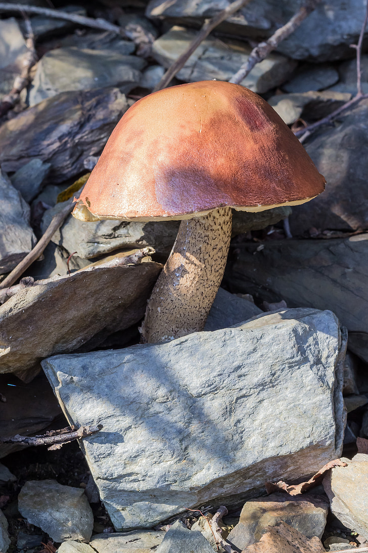 mushroom, stones, forest, autumn, nature, season, underground