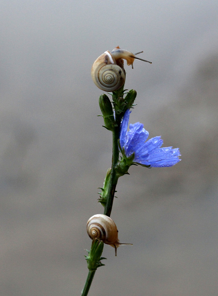 snails, flower, blue, climbing, nature