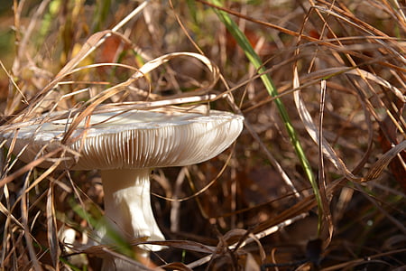 mushroom, grass, an understory, forest, green, nature, dry leaves