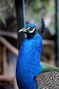 Peacock, vogel, blauw, dierentuin, dier, veer, iriserende