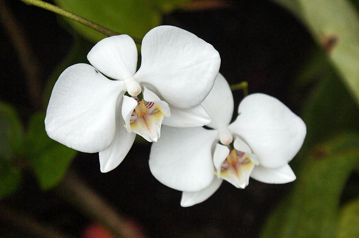 Orquídea blanca, flor, Orquídea, Blanco, naturaleza, tropical, Pétalo