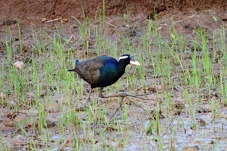 jacana alibronzate, Metopidius indicus, Jacana, uccello, campo di risaia, Karnataka, India