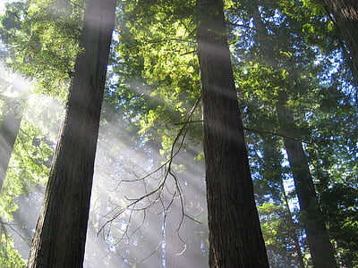 træer, mystiske, atmosfærisk, lys